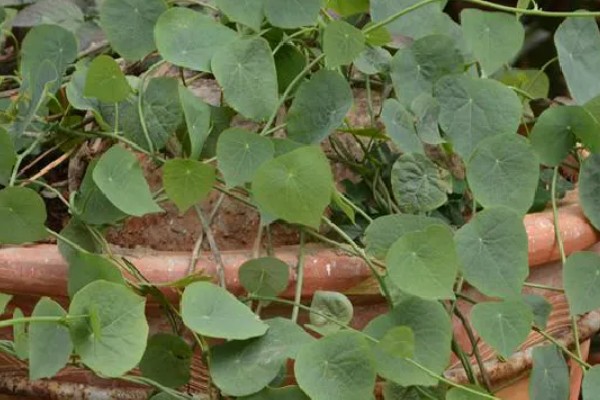 千金藤种植要多久，种植两至三年就能收获
