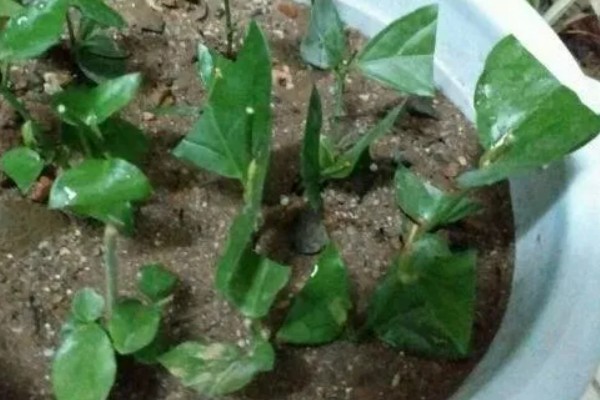 千金藤种植要多久，种植两至三年就能收获