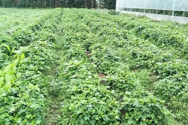 千金藤种植要多久，种植两至三年就能收获