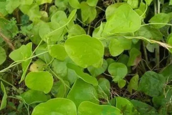 千金藤种植要多久，种植两至三年就能收获