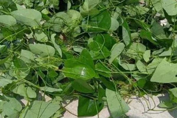 千金藤种植要多久，种植两至三年就能收获