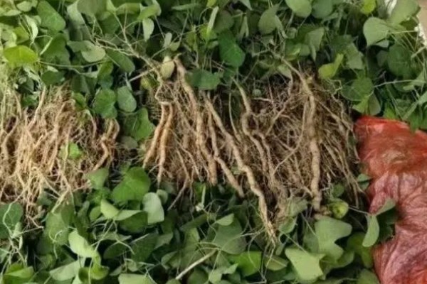 千金藤种植要多久，种植两至三年就能收获