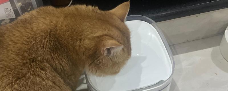 猫咪尿不出来的原因，可能是饮水、食物、猫咪的身体有问题