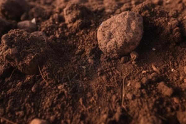 土壤种什么都死的原因，可能是土壤板结所致