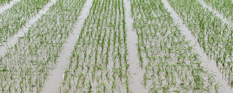 插秧的方式，秧苗插入后要及时灌水