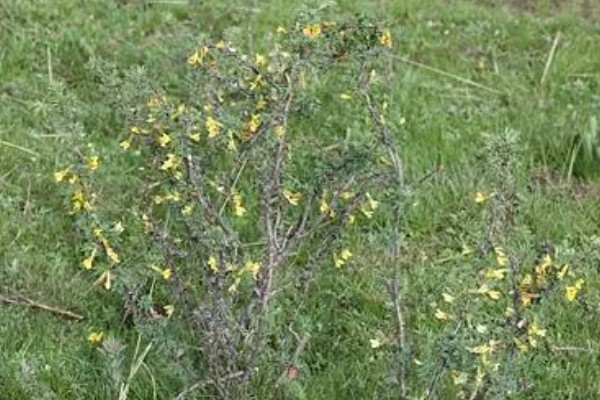 锦鸡儿四季如何养护,夏季注意防暑降温