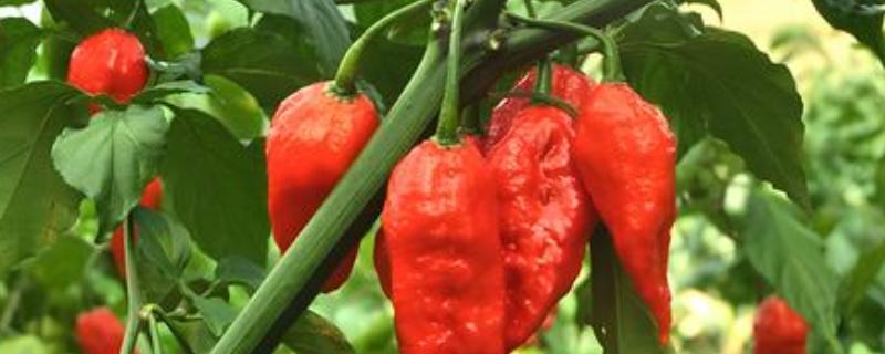 涮涮辣的辣度和产地，辣度为6000度