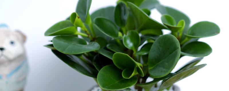 豆瓣绿爆盆的养殖方式，浇水一定要勤