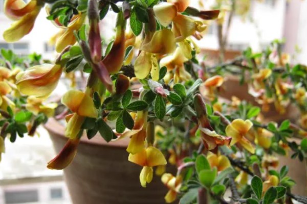 锦鸡儿四季如何养护,夏季注意防暑降温