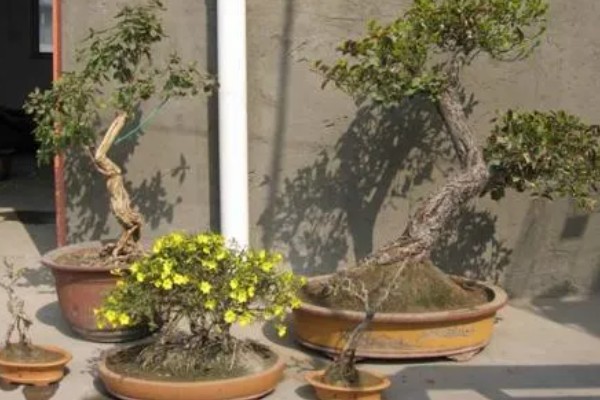 锦鸡儿四季如何养护,夏季注意防暑降温