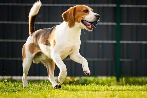 狗狗的急救措施,若遭遇烧伤第一时间冷水降温