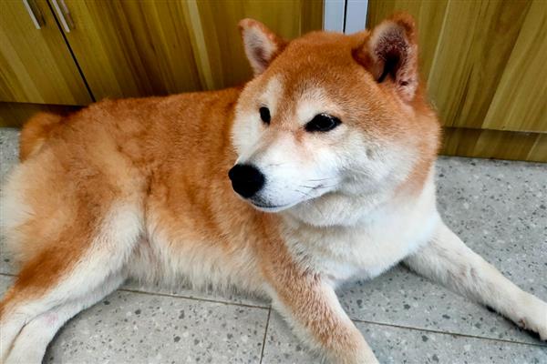 狗狗的急救措施,若遭遇烧伤第一时间冷水降温