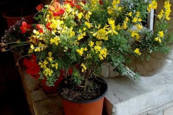 锦鸡儿四季如何养护,夏季注意防暑降温