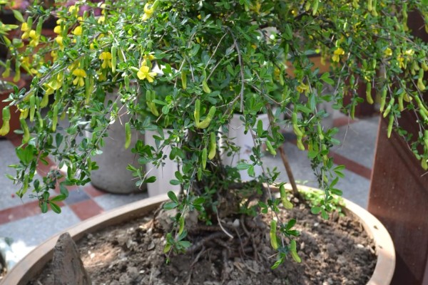 锦鸡儿四季如何养护,夏季注意防暑降温