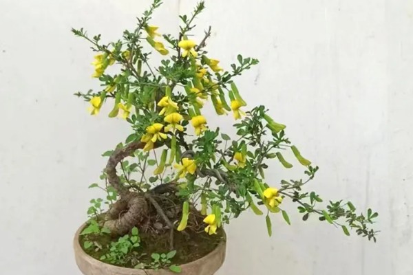 锦鸡儿四季如何养护,夏季注意防暑降温