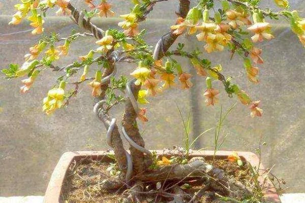 锦鸡儿四季如何养护,夏季注意防暑降温