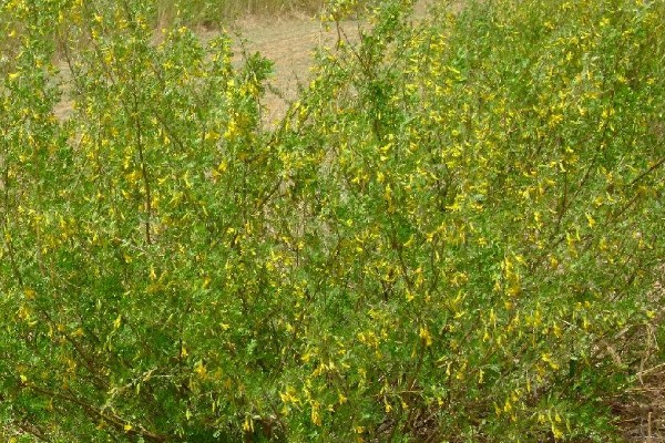 锦鸡儿四季如何养护,夏季注意防暑降温