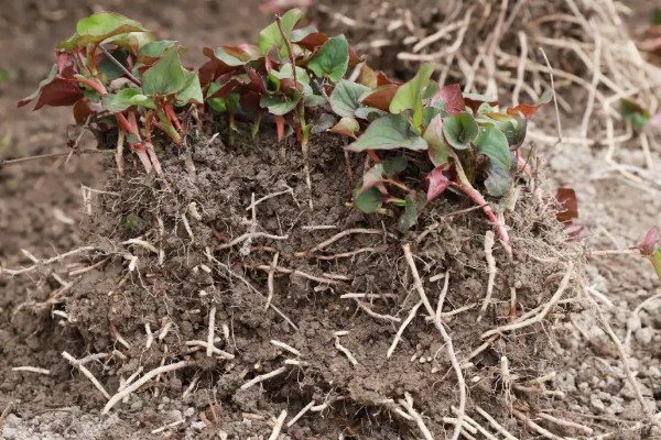 折耳根的种植方法，一般采用根茎繁殖