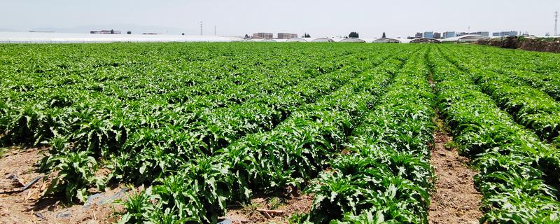 蔬菜肥料的吸收特点，属于喜态氮肥作物