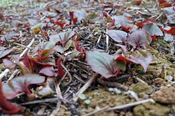 折耳根的种植方法，一般采用根茎繁殖