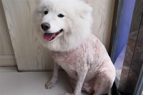 狗狗的急救措施,若遭遇烧伤第一时间冷水降温