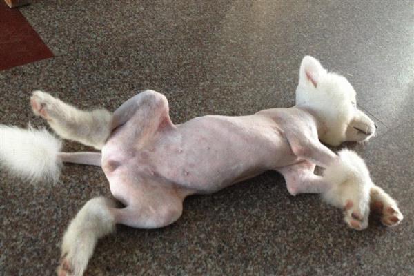 狗狗的急救措施,若遭遇烧伤第一时间冷水降温