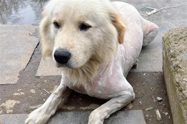 狗狗的急救措施,若遭遇烧伤第一时间冷水降温