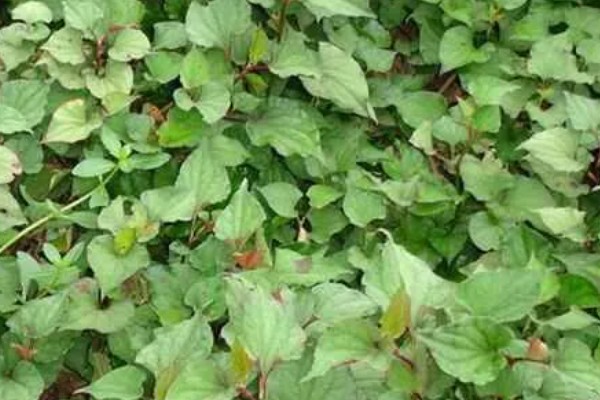 折耳根的种植方法，一般采用根茎繁殖