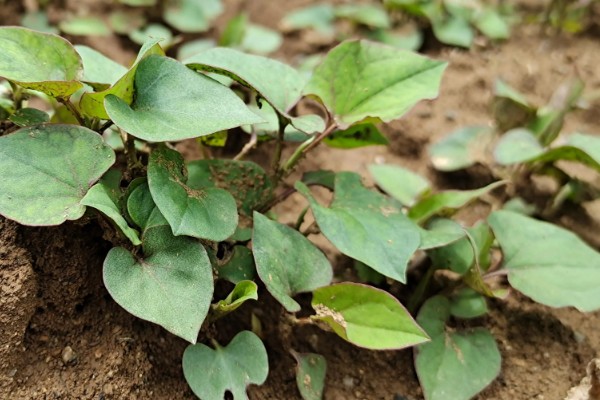 折耳根的种植方法，一般采用根茎繁殖