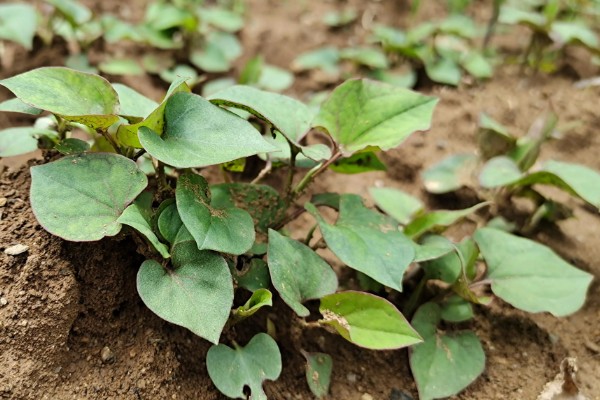 折耳根的种植方法，一般采用根茎繁殖