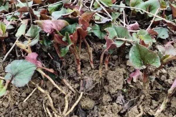 折耳根的种植方法，一般采用根茎繁殖