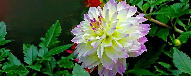 如何种矮化大丽花，在生长期间进行摘心的处理