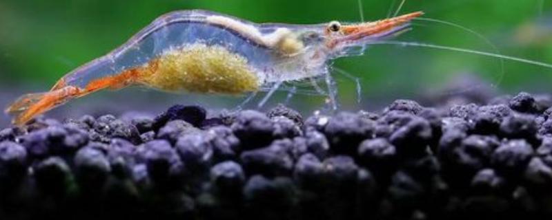 虾抱卵了要不要隔离,观赏虾抱卵后会自行躲在安全处