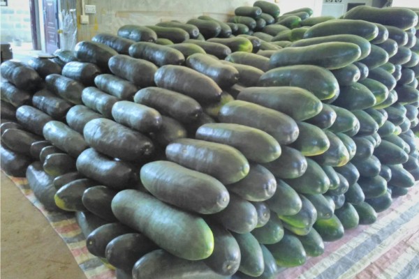 黑皮冬瓜的价格,一斤0.6-0.8元