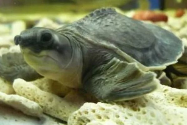 猪鼻龟几天喂一次好,幼龟可以一天喂2次