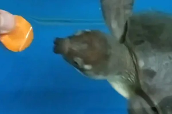 猪鼻龟几天喂一次好,幼龟可以一天喂2次