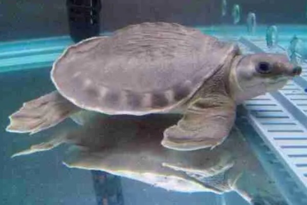 猪鼻龟几天喂一次好,幼龟可以一天喂2次