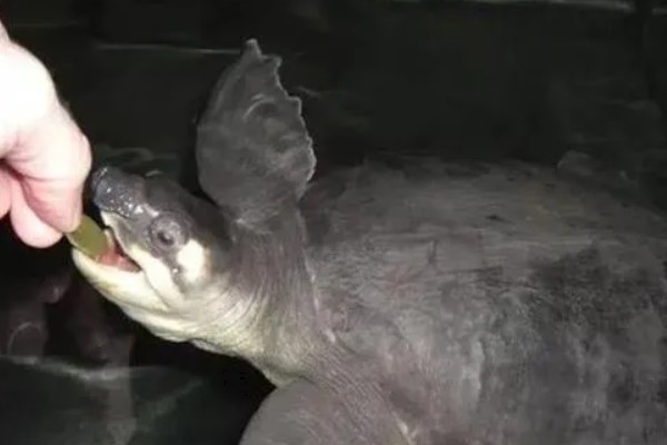 猪鼻龟几天喂一次好,幼龟可以一天喂2次