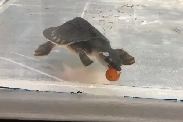 猪鼻龟几天喂一次好,幼龟可以一天喂2次