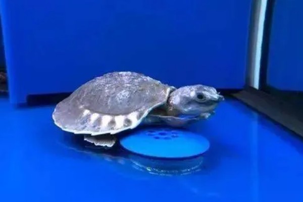 猪鼻龟几天喂一次好,幼龟可以一天喂2次