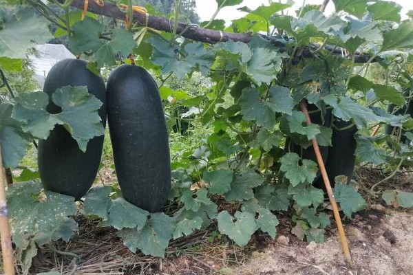 黑皮冬瓜的价格,一斤0.6-0.8元