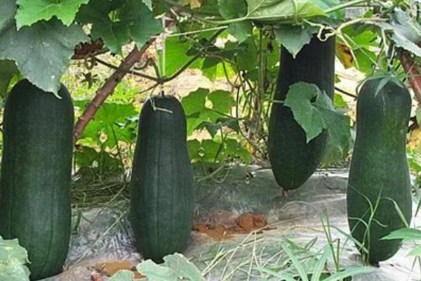 黑皮冬瓜的价格,一斤0.6-0.8元