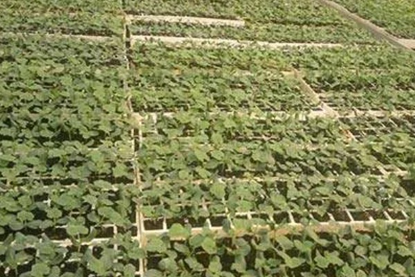 黑皮冬瓜的价格,一斤0.6-0.8元