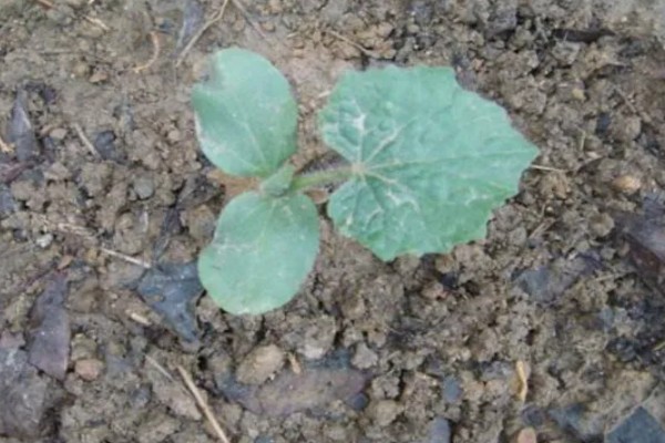 黑皮冬瓜的价格,一斤0.6-0.8元