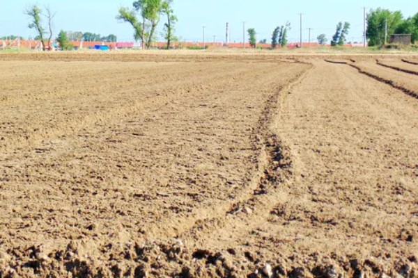 黑皮冬瓜的价格,一斤0.6-0.8元