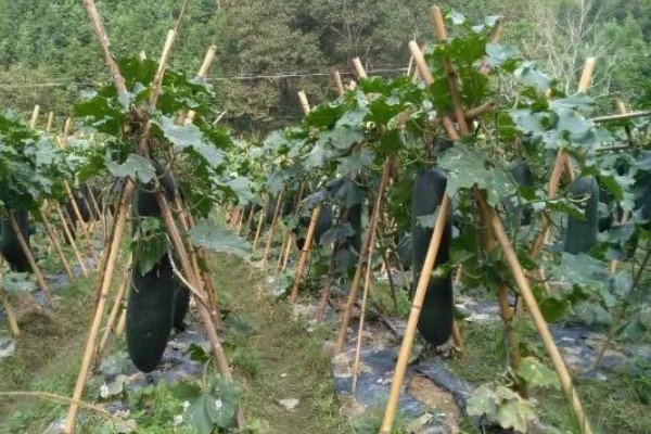 黑皮冬瓜的价格,一斤0.6-0.8元