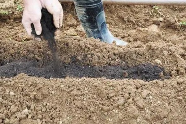 黑皮冬瓜的价格,一斤0.6-0.8元