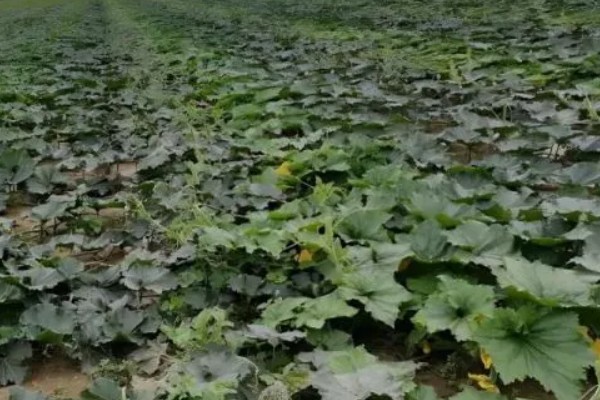 黑皮冬瓜的价格,一斤0.6-0.8元