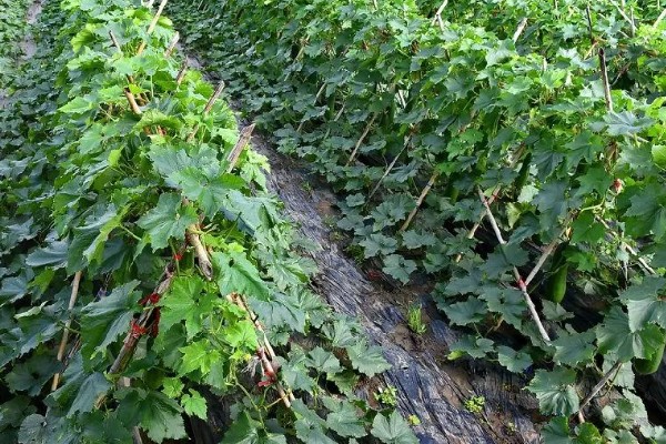 黑皮冬瓜的价格,一斤0.6-0.8元