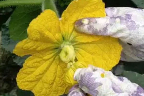 黑皮冬瓜的价格,一斤0.6-0.8元